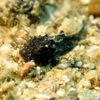 ✬✬九十九島の生き物たち✬✬