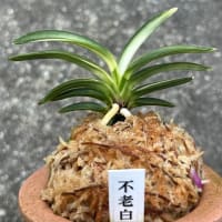 不老白を産んだ親木