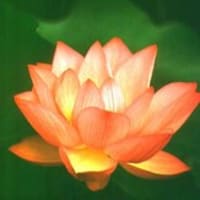 散るときが 浮かぶときなり 蓮の花 木賣慈教の 和顔愛語