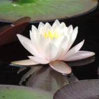 蛇の池のスイレン