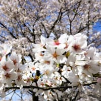 🌸＜桜＞🌸＝撮りだめ写真＝始まり～～(^^♪