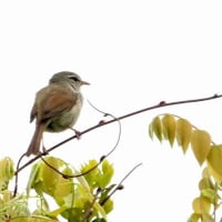 05/25探鳥記録写真-3：はまゆう公園の鳥たち（ウグイス、ホオジロ、カワラヒワ、ヒヨドリ、）