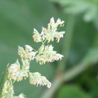 いわゆる雑草だが…何の花？？？