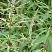 夏の花：クガイソウ