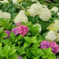 ★しながわ花海道