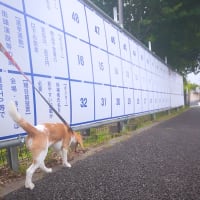 今日のおさんぽ。