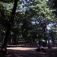 強い日差しを避けて、森の中へ！