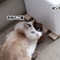 ポンタの捕獲記念日☆