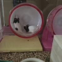 舞い降りた2匹の天使〜ブログ始めました