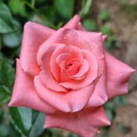 新聞やめます