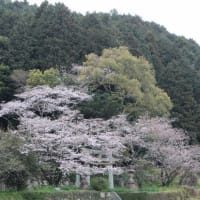 大好きな桜風景