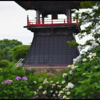 「能護寺」の アジサイ