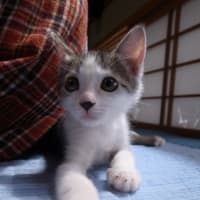 おすまし