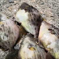久しぶりの釣り〜！