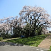 氷見九殿浜遊歩道の野生化した桜が力強い