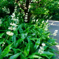 ミョウガの花ではありません！（板橋区立赤塚植物園 2025.7.13 撮影