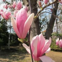 マグノリア