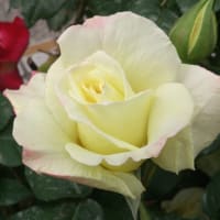 再臨時，オリーブ山の上に立つ （ゼカリヤ１４：３，４）　