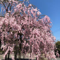 枝垂桜と満天星つつじの同居する季節❣