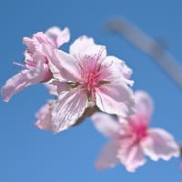 庭の "桃やスイカ" 今年も豊作 旬を味わっています（2025年7月）