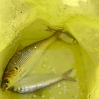 釣り
