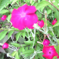 ビワ ；1輪差し ；半夏生 ：フランネル草 ：小紫；モウズイカ：南天の花 