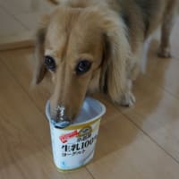 I love ヨーグルト
