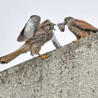 チョウゲンボウ