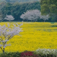 島原・火張山花公園　桜と菜の花絶景　～2024桜の名所めぐり～