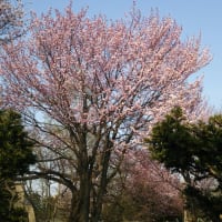 桜が咲いてました
