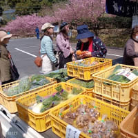 見返りの滝の河津桜