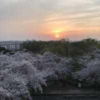 満開の桜と夕陽に　感謝かな