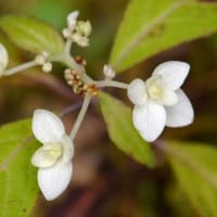 鉢植えのヤマアジサイ　d、白妙