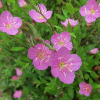 今どきの花など…空梅雨が心配です