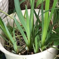 庭の花 【 あやめ 】