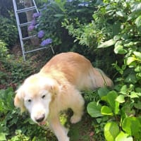 庭のお花を見て回ったよ・Mお兄ちゃんが草刈り　お父さんの治療記録　２５．６/２０