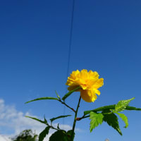 季節外れのお花たち