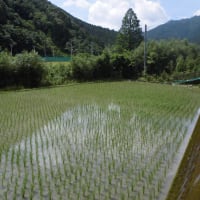 田干し２