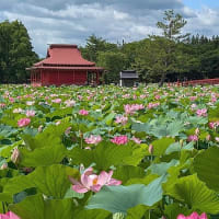 猿賀神社鏡ヶ池の蓮まつり