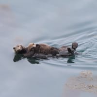 ラッコ・・集合場所へ