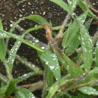 雨がやんで水滴とクモの巣