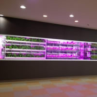 アグリ王の野菜工場で育ったバジル