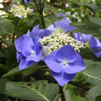 あじさい（紫陽花）
