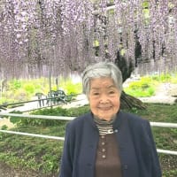 　外出レク　～藤の花見学～