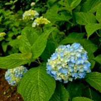 「雨晴海岸♡男岩」からの花しょうぶ