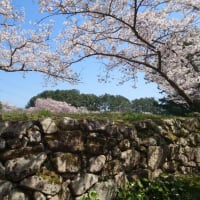 花見　簡単に