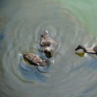 見次公園のアジサイ、ハナショウブと子ガモたち（2025.6.7撮影）