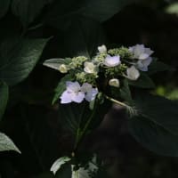 続・秋吉台と紫陽花