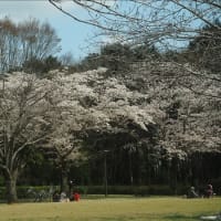 山梨の桃源郷、満開でした・・・