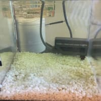 おめめくんの病気